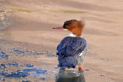 grote zaagbek (Mergus merganser) 2-2021 6024